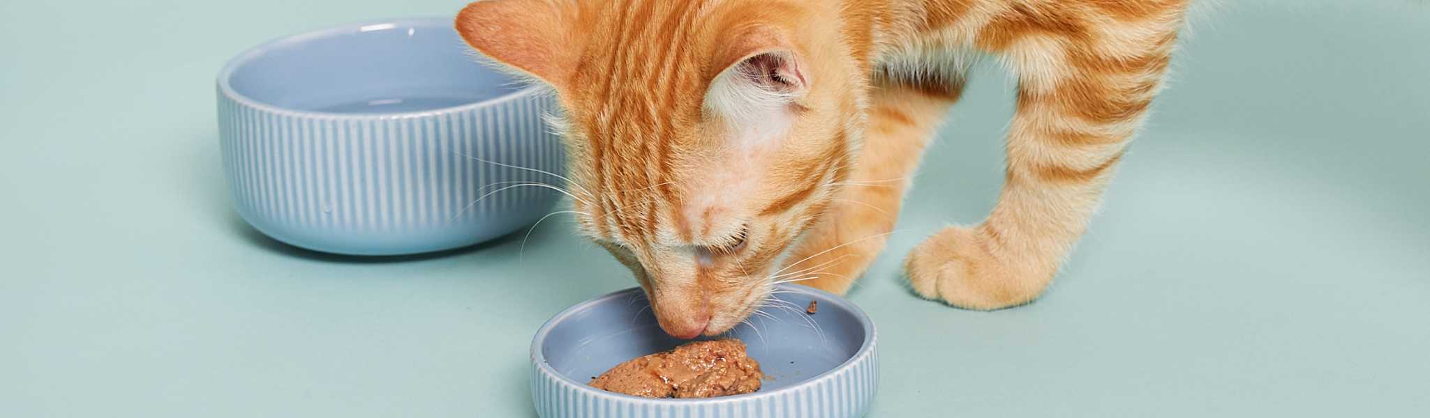 Croquettes, pâté ou les deux : quelle nourriture choisir pour mon chat ?