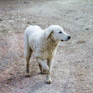 la moule verte pour chiens avec de l'arthrose