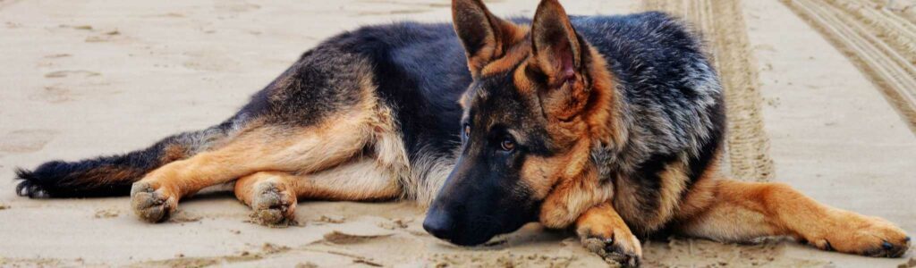 myélopathie dégénérative du chien dont le berger allemand