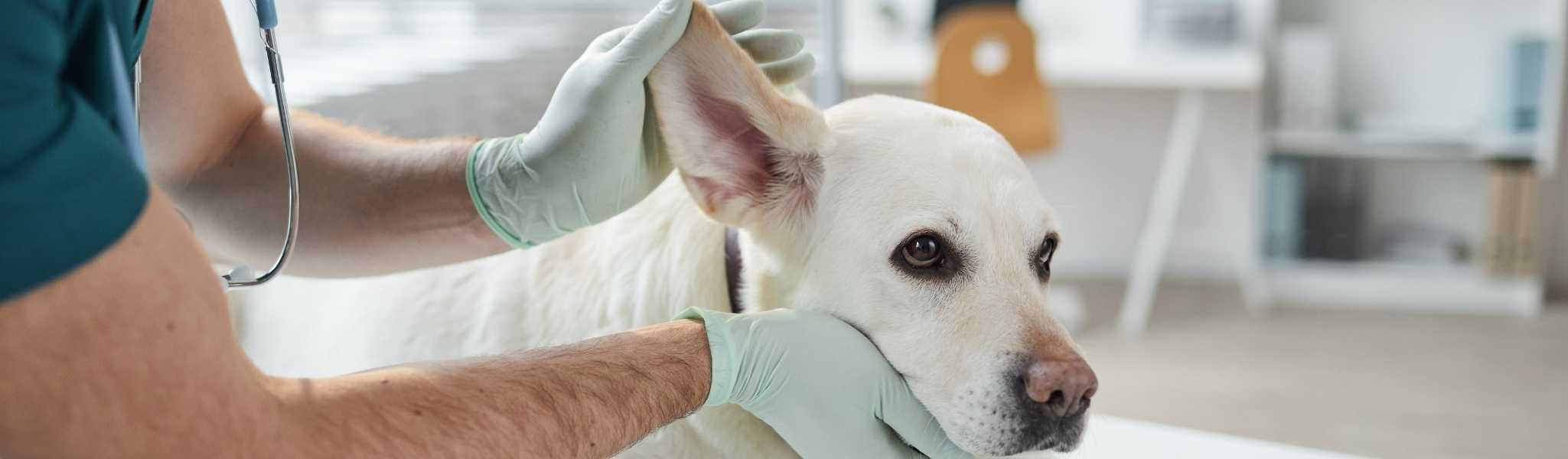 Bien nettoyer les oreilles de son chien : Comment faire ?