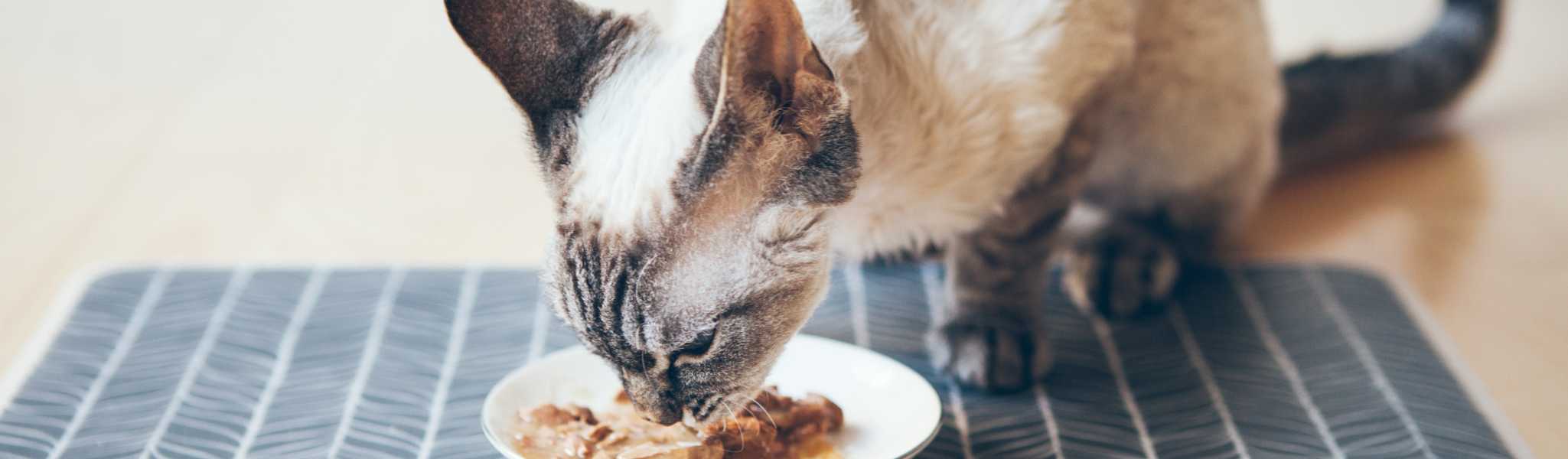 Conseils d'experts en nutrition féline pour nourrir votre chat