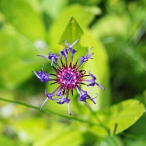 plante médicinale : harpagophytum