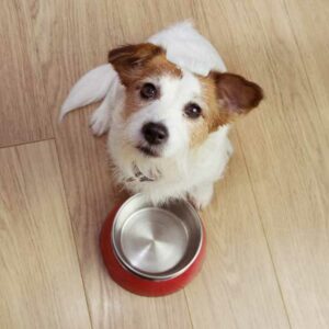 poudre de moule verte dans la gamelle d'un chien pour lutter contre les douleurs articulaires