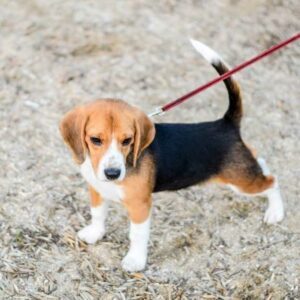 promenade chiot en laisse