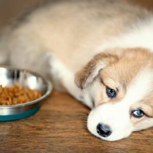 quelle quantité de croquettes pour un chiot