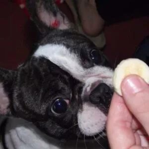 richesse en sucre banane mauvais pour chien