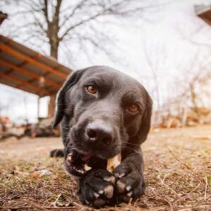 sabot de veau : objet de mastication naturelle pour chien