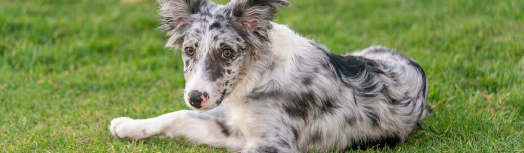 sensibilité médicamenteuse chez les chiens