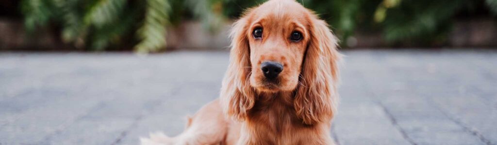 shunt porto-systémique congénital chez le chien