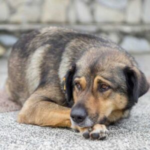 soulager la douleur articulaire du chien avec l'harpagophytum