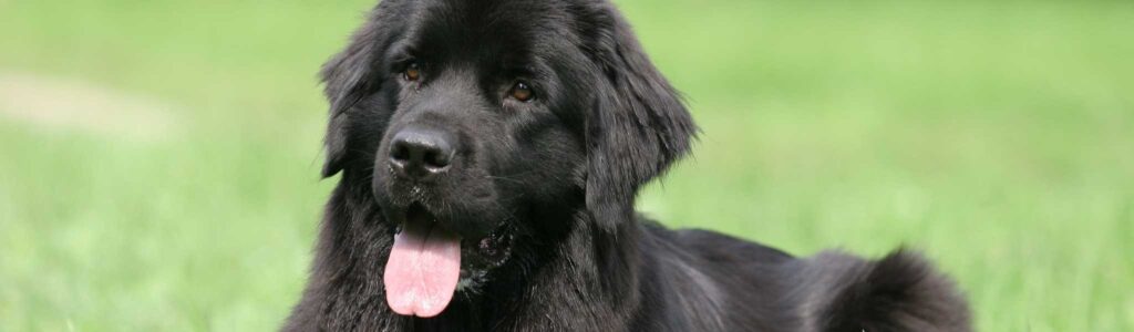 sténose aortique chez le chien