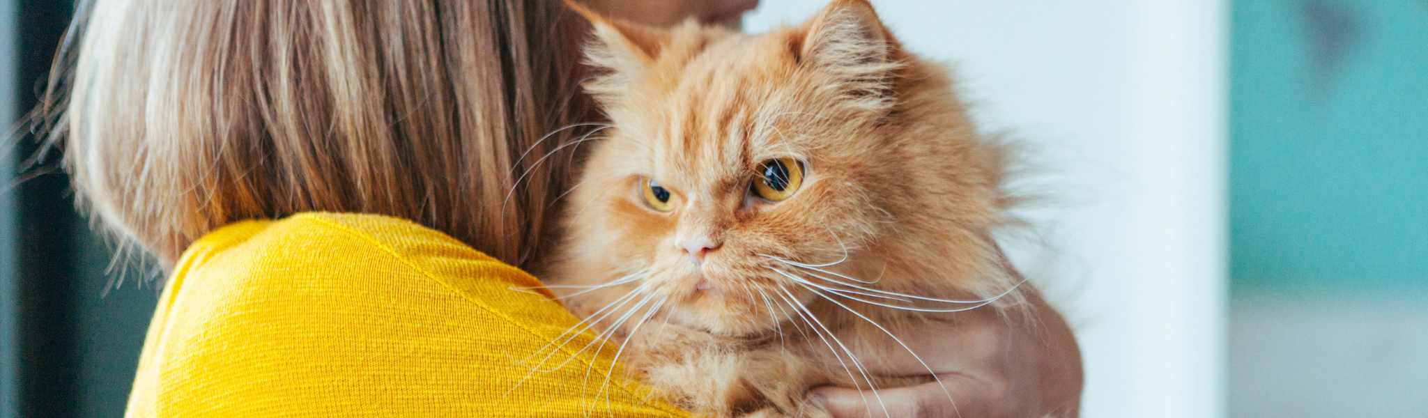 La gestion du stress chez les chats : conseils et astuces pour un