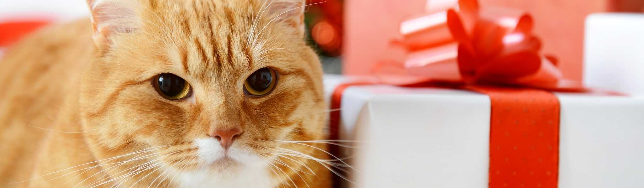 Top 5 des cadeaux pour chat 🎁 La vie des chats
