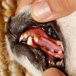 Detartreur Dentaire Ultrason, 5 modes de nettoyage anti-tartre nettoyage  des dents de chien, Kits Dentaires des dents contre le tartre, la mauvaise