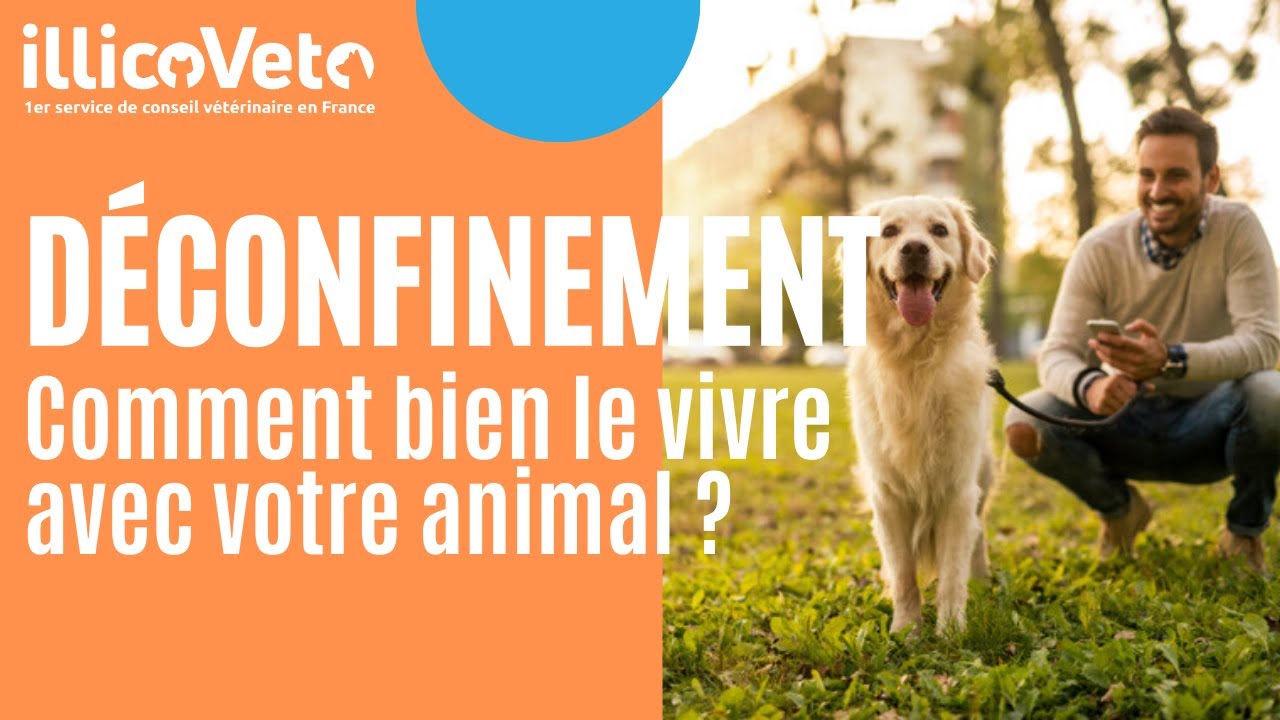 Bien Vivre Le Déconfinement Avec Mon Animal (webconf)